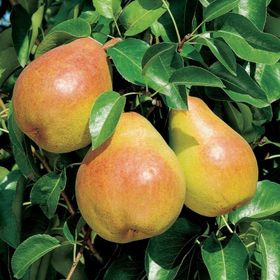 Tüplü Yarı Bodur Margarit Marillat(Kieffer) Armut Fidanı