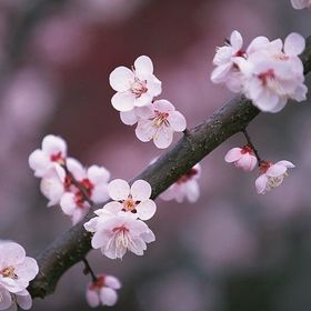 Tüplü Yarı Bodur Octavia Kiraz Fidanı