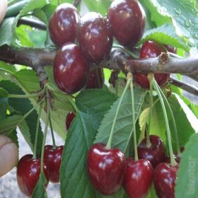 Tüplü Yarı Bodur Octavia Kiraz Fidanı