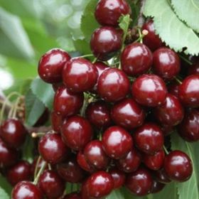 Tüplü Yarı Bodur Octavia Kiraz Fidanı