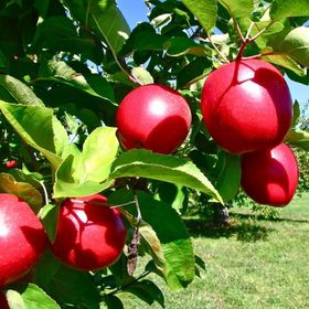 Tüplü Yarı Bodur Red Jonaprince Elma Fidanı