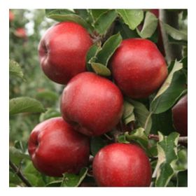 Tüplü Yarı Bodur Red Jonaprince Elma Fidanı