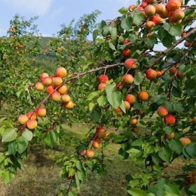 Tüplü Yarı Bodur Roksana Kayısı Fidanı