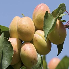 Tüplü Yarı Bodur Roksana Kayısı Fidanı