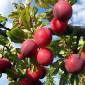 Tüplü Yarı Bodur Santa Rosa Erik Fidanı