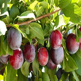 Tüplü Yarı Bodur Santa Rosa Erik Fidanı