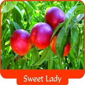 Tüplü Yarı Bodur Sweet Lady Nektarin Fidanı