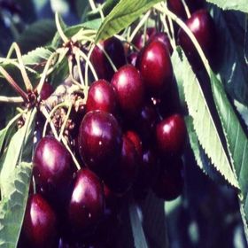 Tüplü Yarı Bodur Van Kirazı Fidanı