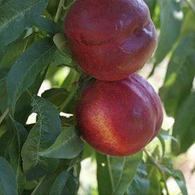 Tüplü Yarı Bodur Venus (Venüs) Nektarin Fidanı