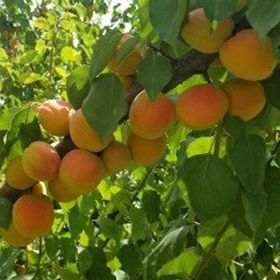 Tüplü Yarı Bodur Ziraat Şekerparesi Kayısı Fidanı