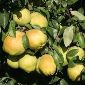 Tüplü Yarıbodur Deveci Armut Fidanı