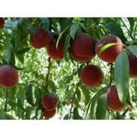 Tüplü Yarıbodur Erkenci Francoise (Fransuva) Şeftali Fidanı