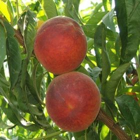 Tüplü Yarıbodur Erkenci Francoise (Fransuva) Şeftali Fidanı