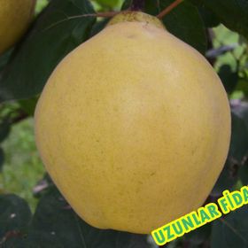 Tüplü Yarıbodur Eşme Ayva Fidanı