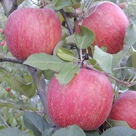 Tüplü Yarıbodur Fuji Kiku Elma Fidanı