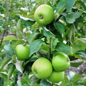 Tüplü Yarıbodur Granny Smith Elma Fidanı