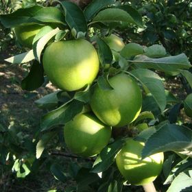 Tüplü Yarıbodur Granny Smith Elma Fidanı