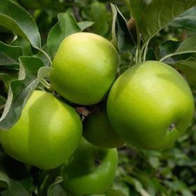 Tüplü Yarıbodur Granny Smith Elma Fidanı