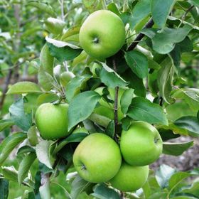 Tüplü Yarıbodur Granny Smith Elma Fidanı