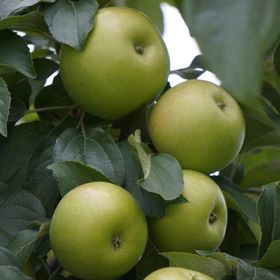 Tüplü Yarıbodur Granny Smith Elma Fidanı