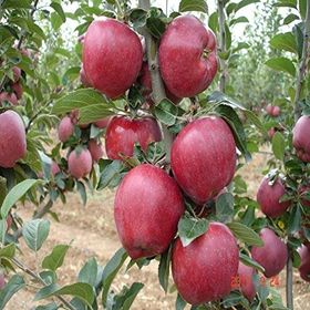 Tüplü Yarıbodur Scarlet Spur Elma Fidanı