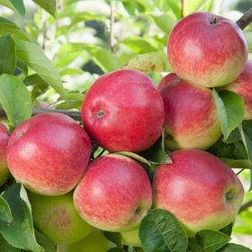 Tüplü Yarıbodur Yazlık Summer Red Elma Fidanı