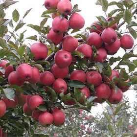 Tüplü Yarıbodur Yazlık Summer Red Elma Fidanı