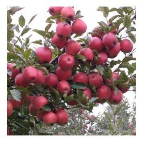 Tüplü Yarıbodur Yazlık Summer Red Elma Fidanı