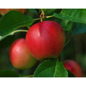 Tüplü Yarıbodur Yazlık Summer Red Elma Fidanı