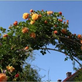Tüplü Yediveren Kokulu Kayısı Tonlarında Aloha Rose Sarmaşık Gül Fidanı
