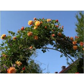 Tüplü Yediveren Kokulu Kayısı Tonlarında Aloha Rose Sarmaşık Gül Fidanı