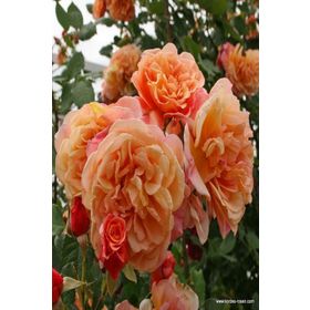 Tüplü Yediveren Kokulu Kayısı Tonlarında Aloha Rose Sarmaşık Gül Fidanı