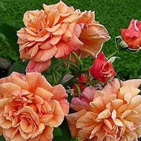 Tüplü Yediveren Kokulu Kayısı Tonlarında Aloha Rose Sarmaşık Gül Fidanı