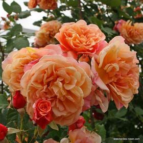 Tüplü Yediveren Kokulu Kayısı Tonlarında Aloha Rose Sarmaşık Gül Fidanı