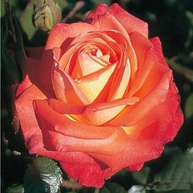 Tüplü Yediveren Königin Der Rosen Kokulu Gül Fidanı