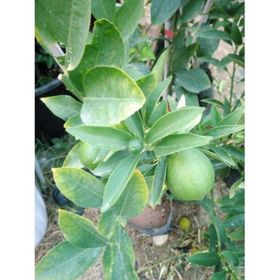 Tüplü Yediveren Limon Fidanı Saksılı