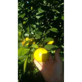Tüplü Yediveren Limon Fidanı Saksılı