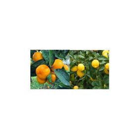 Tüplü Yediveren Limon Fidanı Saksılı