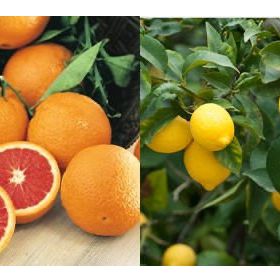 Tüplü Yediveren Limon Fidanı Saksılı