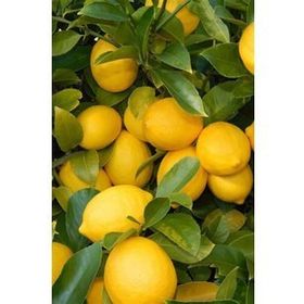 Tüplü Yediveren Limon Fidanı Saksılı