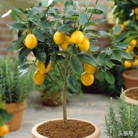 Tüplü Yediveren Limon Fidanı Saksılı
