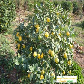Tüplü Yediveren Limon Fidanı Saksılı