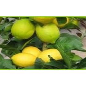 Tüplü Yediveren Limon Fidanı Saksılı