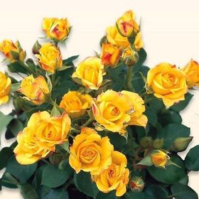 Tüplü Yediveren Yellow Taifun Gül Fidanı
