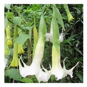 Tüplü Yoğun Kokulu Brugmansia Meleklerin Borazanı Çiçeği Fidanı