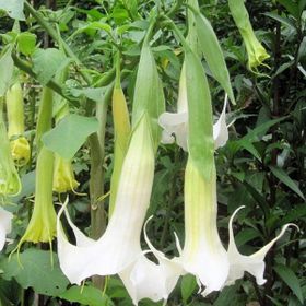 Tüplü Yoğun Kokulu Brugmansia Meleklerin Borazanı Çiçeği Fidanı