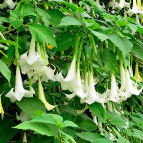 Tüplü Yoğun Kokulu Brugmansia Meleklerin Borazanı Çiçeği Fidanı