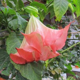 Tüplü Yoğun Kokulu Yavruağzı Renkli Brugmansia Meleklerin Borazanı Çiçeği Fidanı