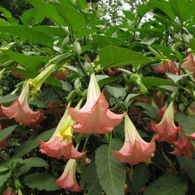 Tüplü Yoğun Kokulu Yavruağzı Renkli Brugmansia Meleklerin Borazanı Çiçeği Fidanı
