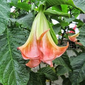 Tüplü Yoğun Kokulu Yavruağzı Renkli Brugmansia Meleklerin Borazanı Çiçeği Fidanı